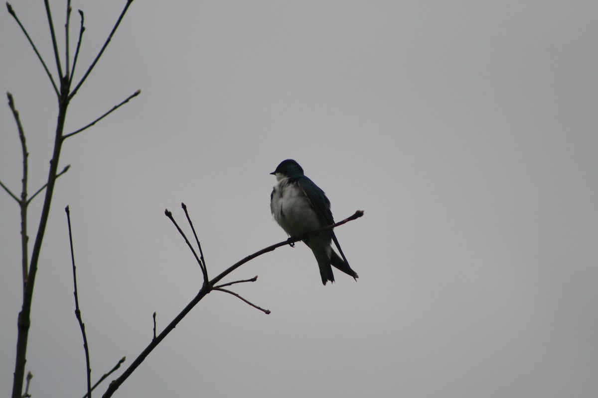 Hirondelle bicolore - ML618432676