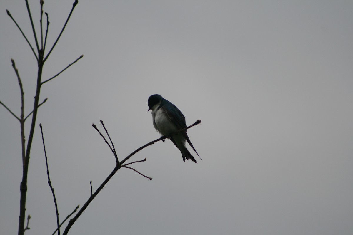 Tree Swallow - Aidan Cullen