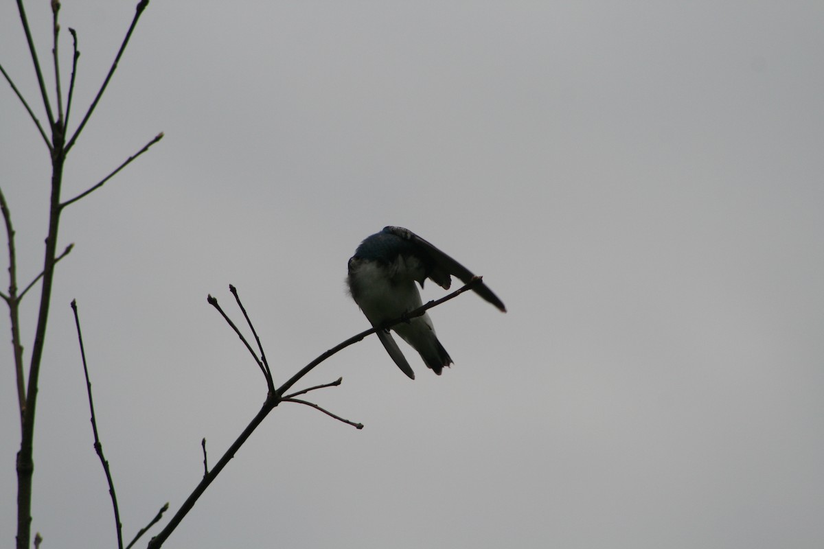 Tree Swallow - Aidan Cullen