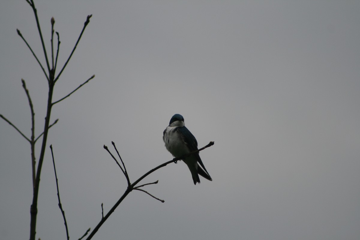 Tree Swallow - Aidan Cullen