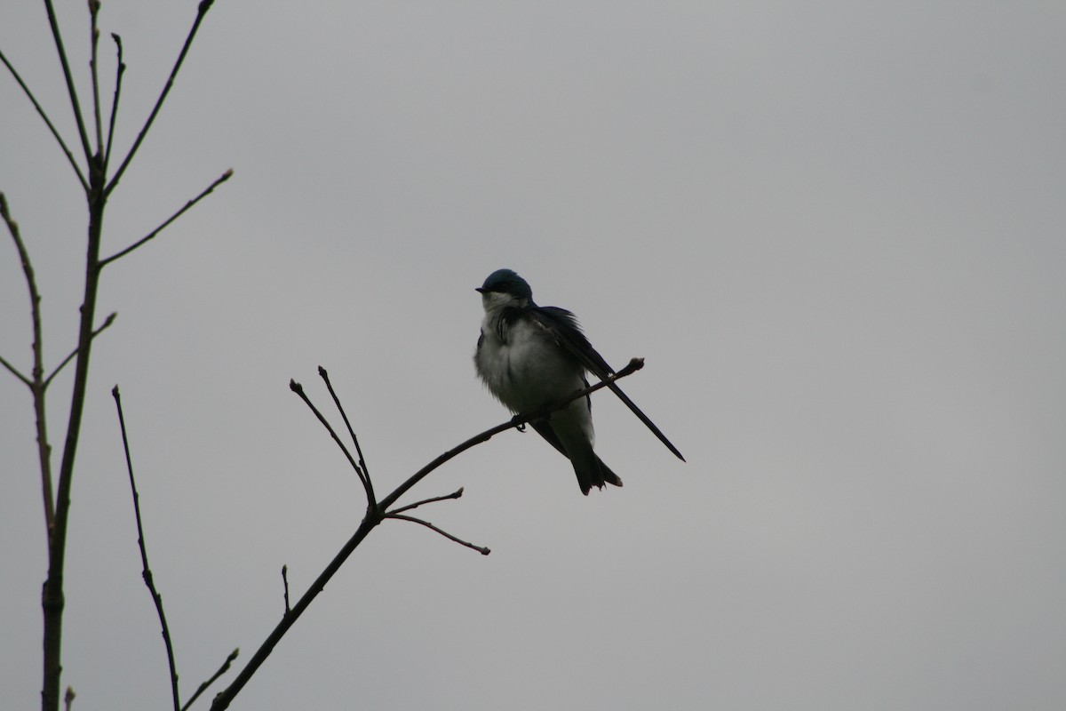 Tree Swallow - Aidan Cullen