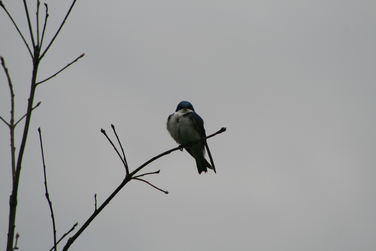 Tree Swallow - Aidan Cullen