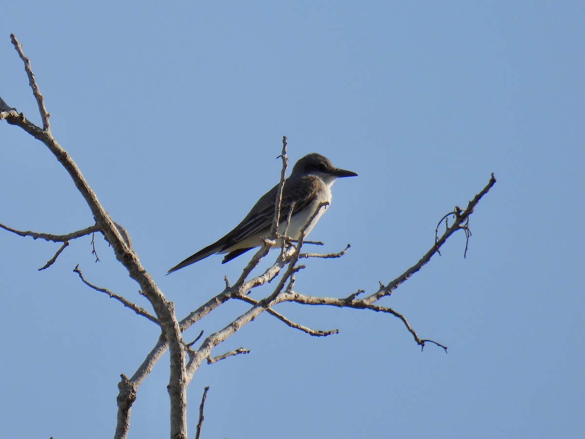 Gray Kingbird - ML618432683