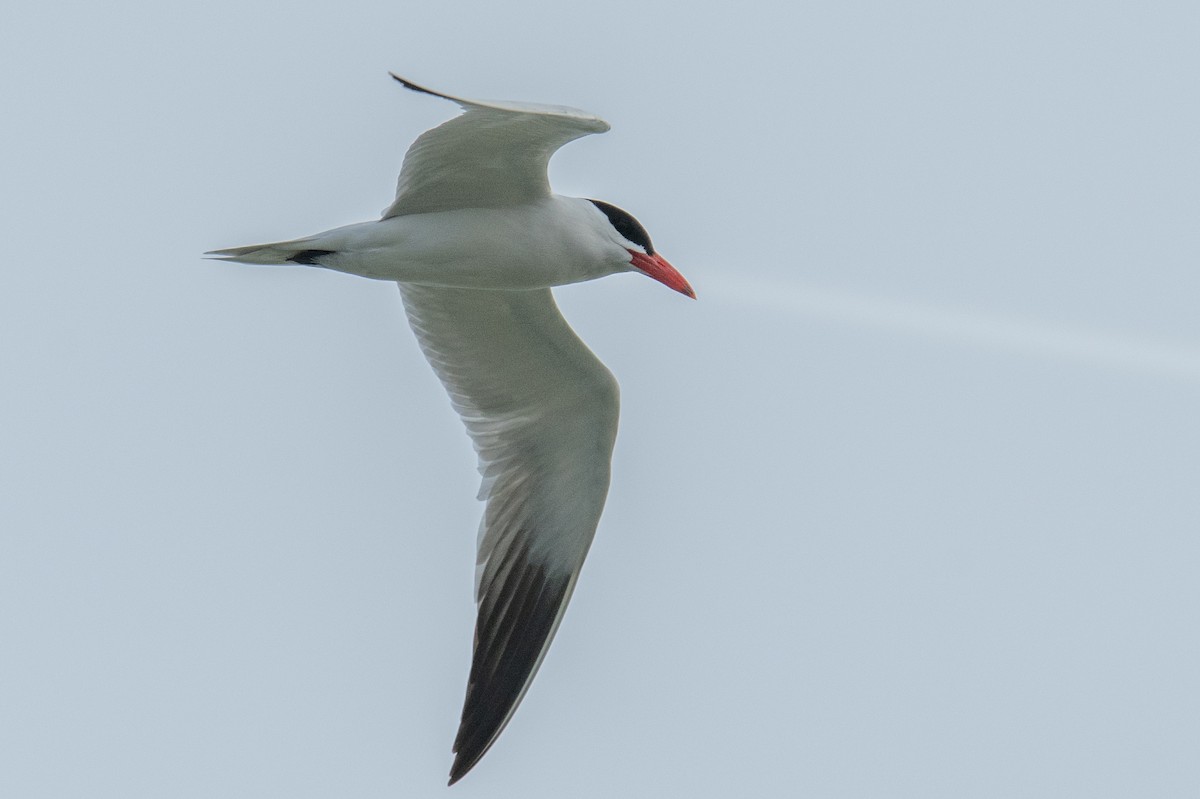 Caspian Tern - Jeff Bleam