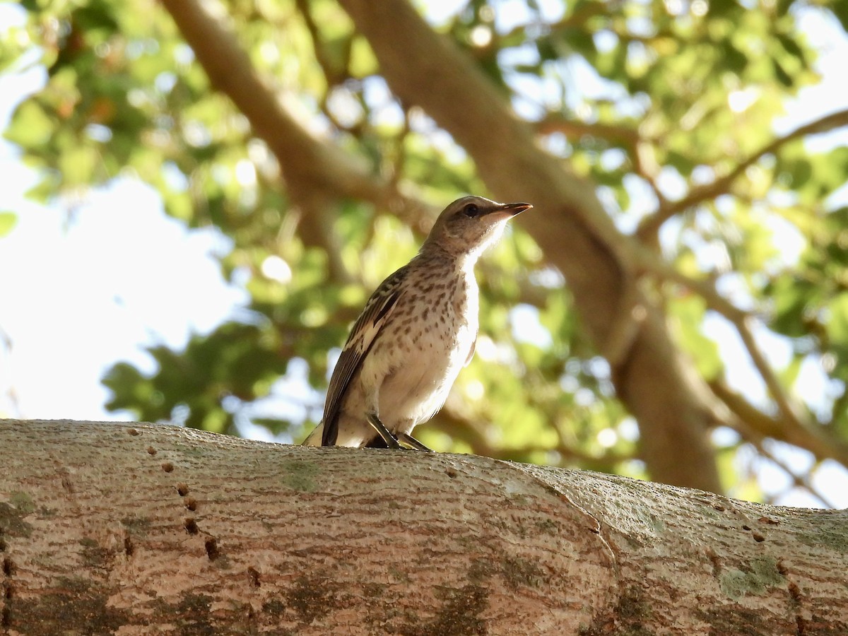 Northern Mockingbird - ML618432689