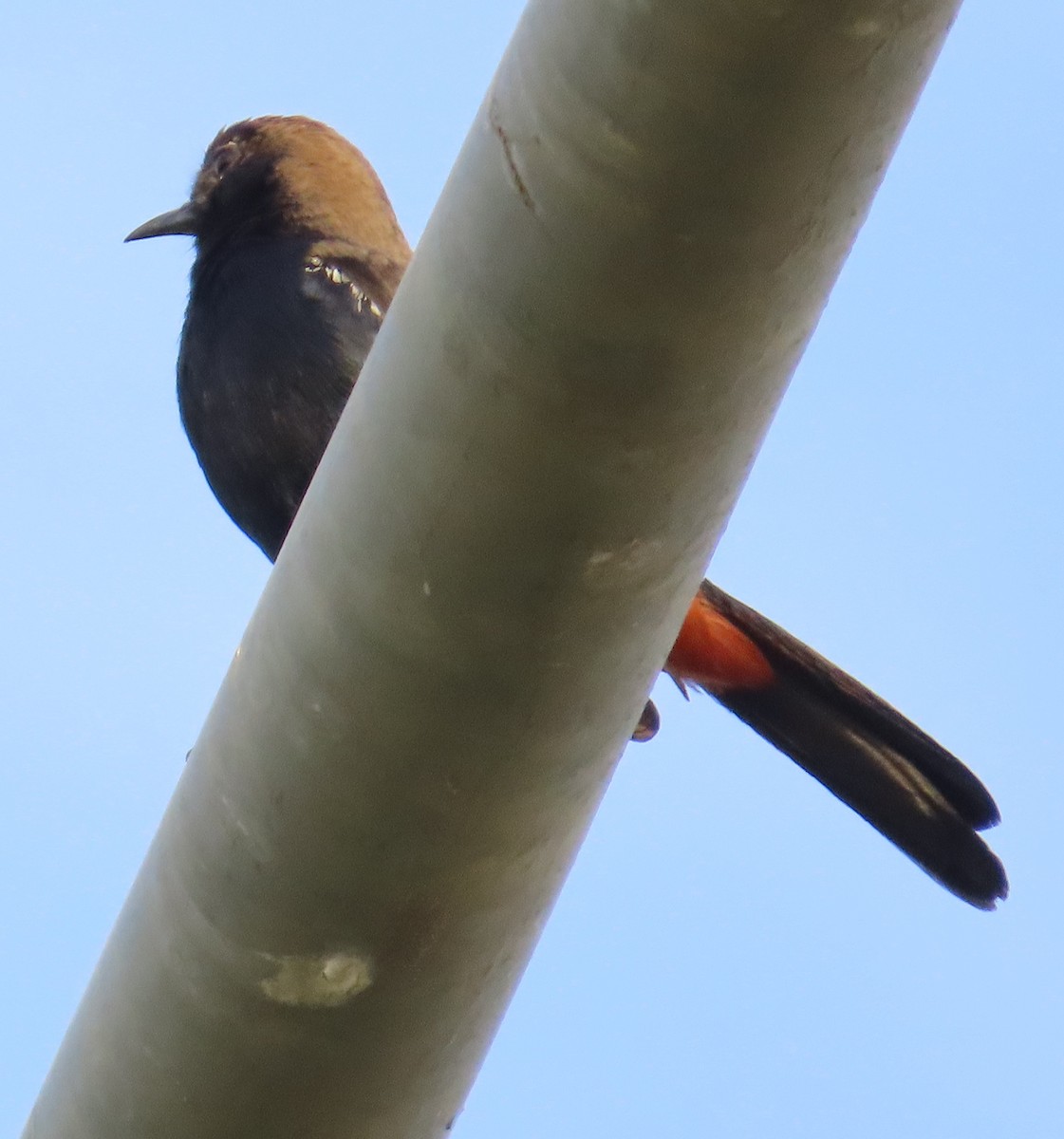 Indian Robin - Gargi Dalawat