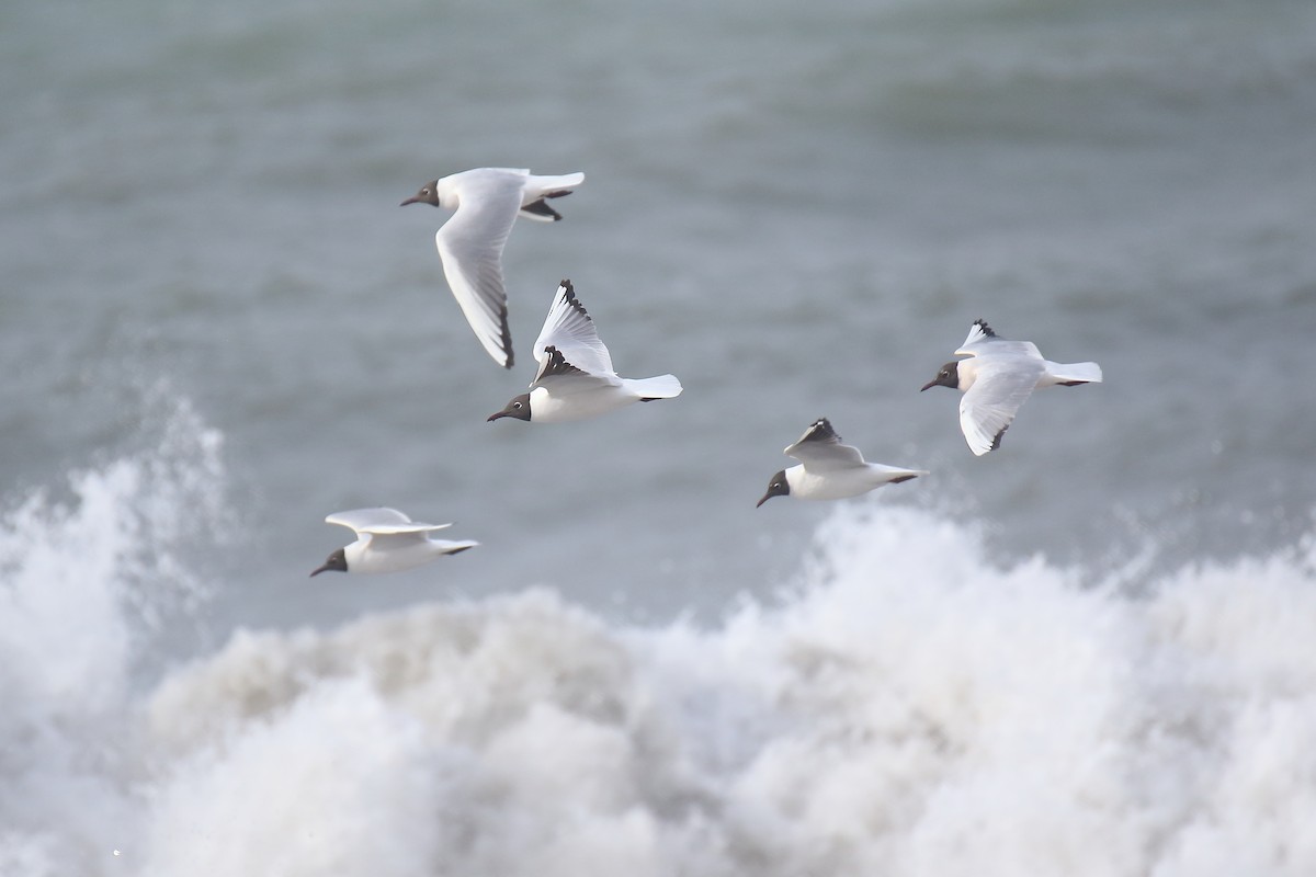 Black-headed Gull - ML618432698