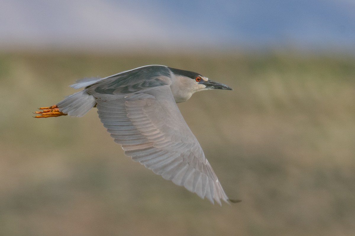 Black-crowned Night Heron - Jeff Bleam