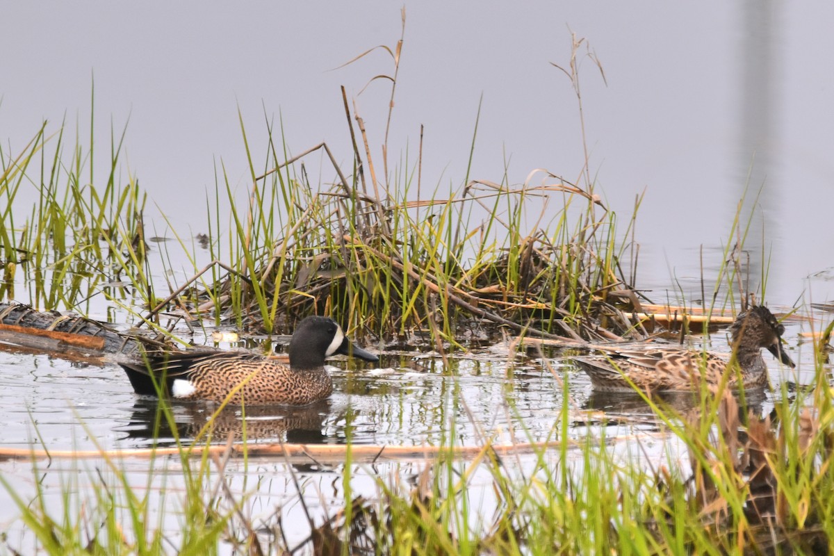 Blue-winged Teal - ML618432736