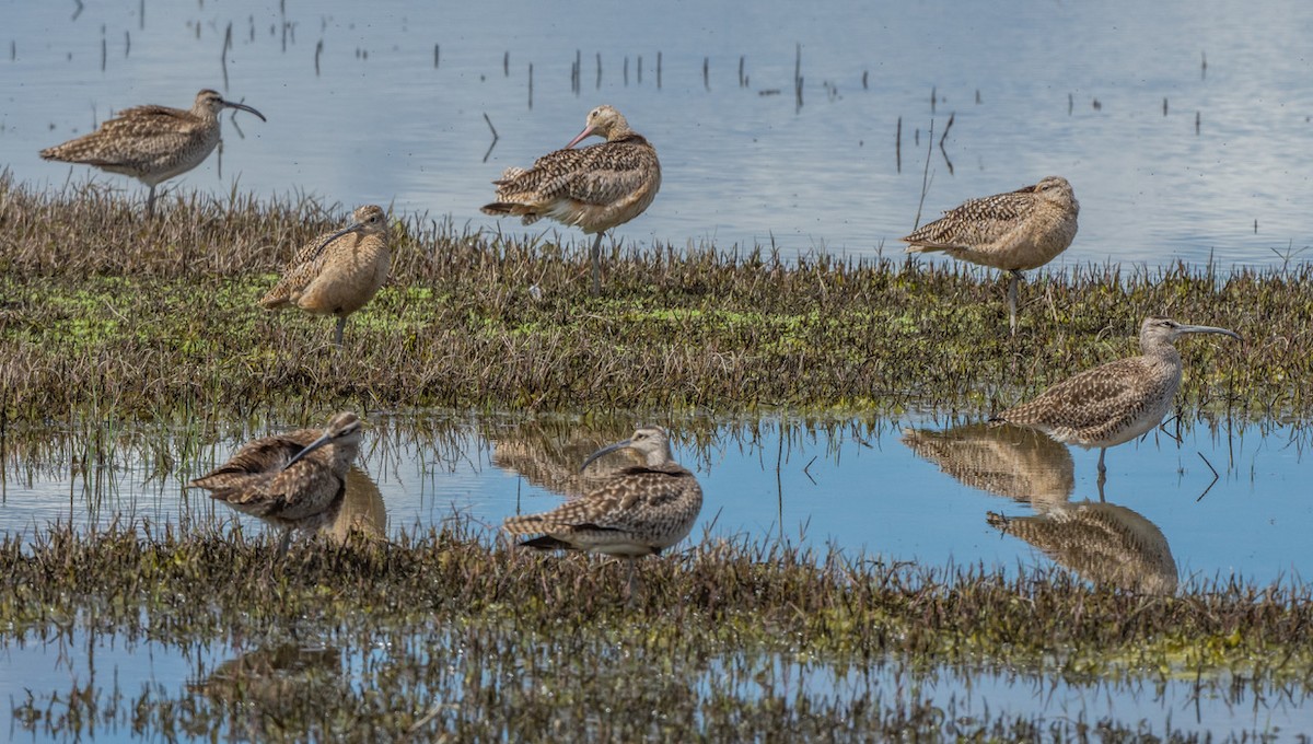 Whimbrel - Chris Dunford