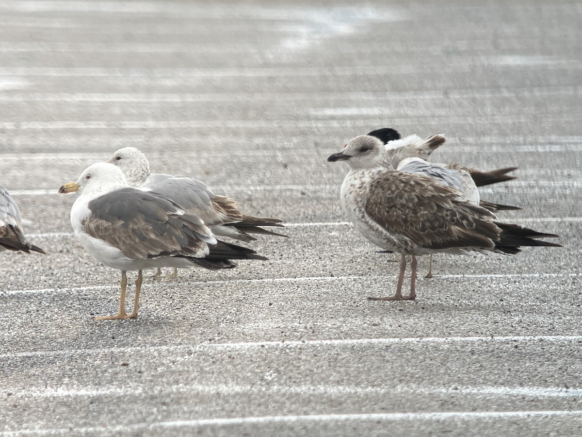 Lesser Black-backed Gull - Aaron  Brees