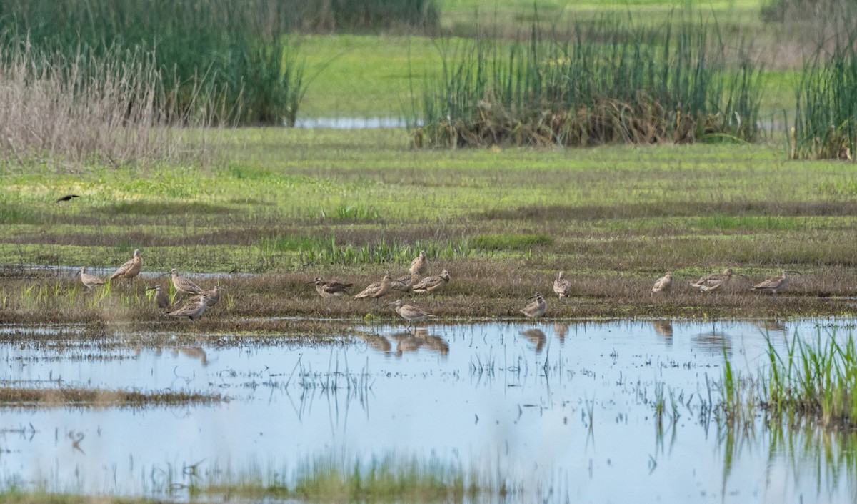 Long-billed Curlew - Chris Dunford