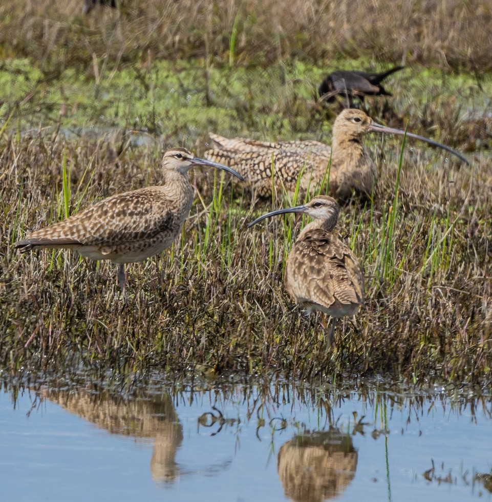 Long-billed Curlew - Chris Dunford