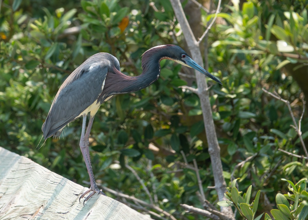 Tricolored Heron - ML618432817