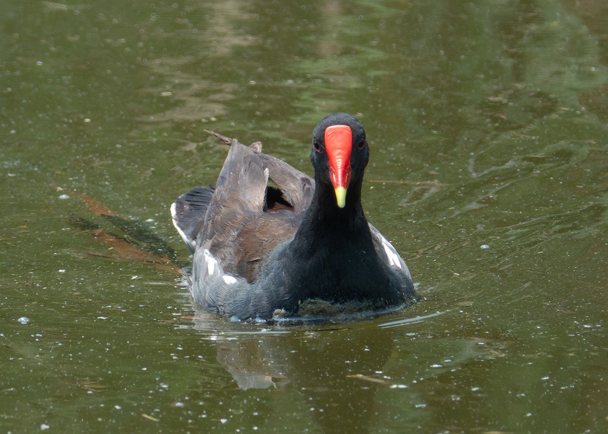 Common Gallinule - Andrew Bates