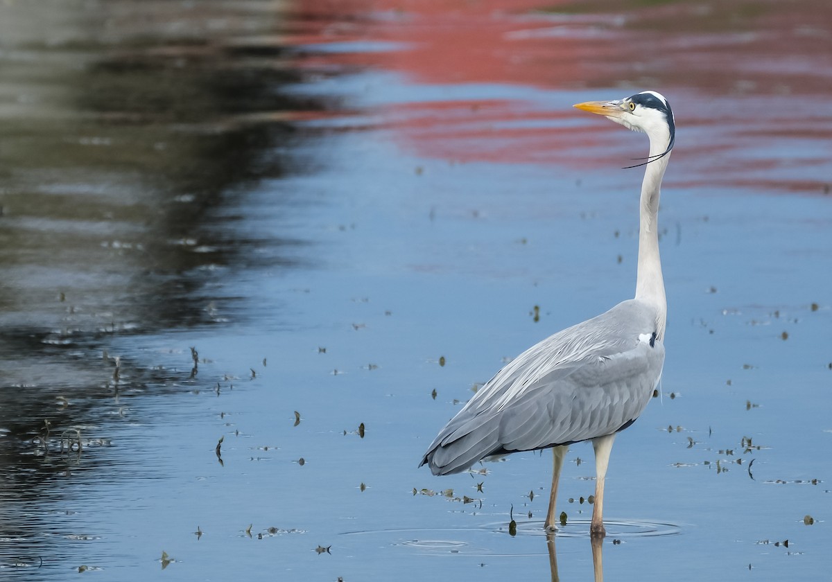 Gray Heron - ML618432834