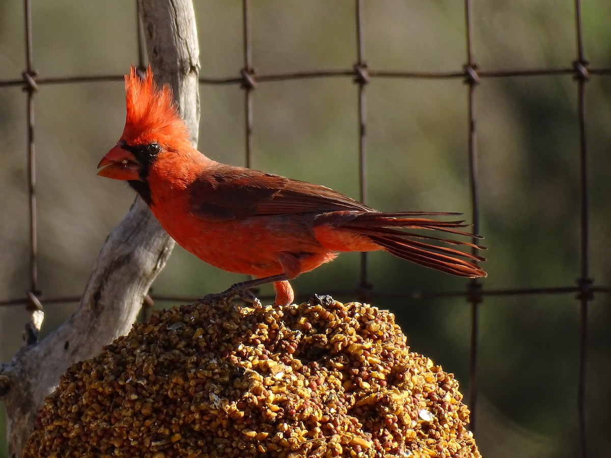 Cardenal Norteño - ML618432845