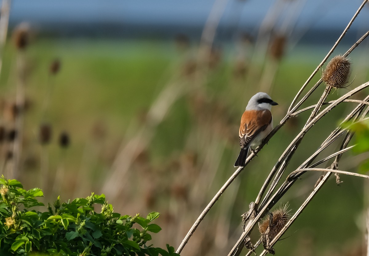 Red-backed Shrike - ML618432849