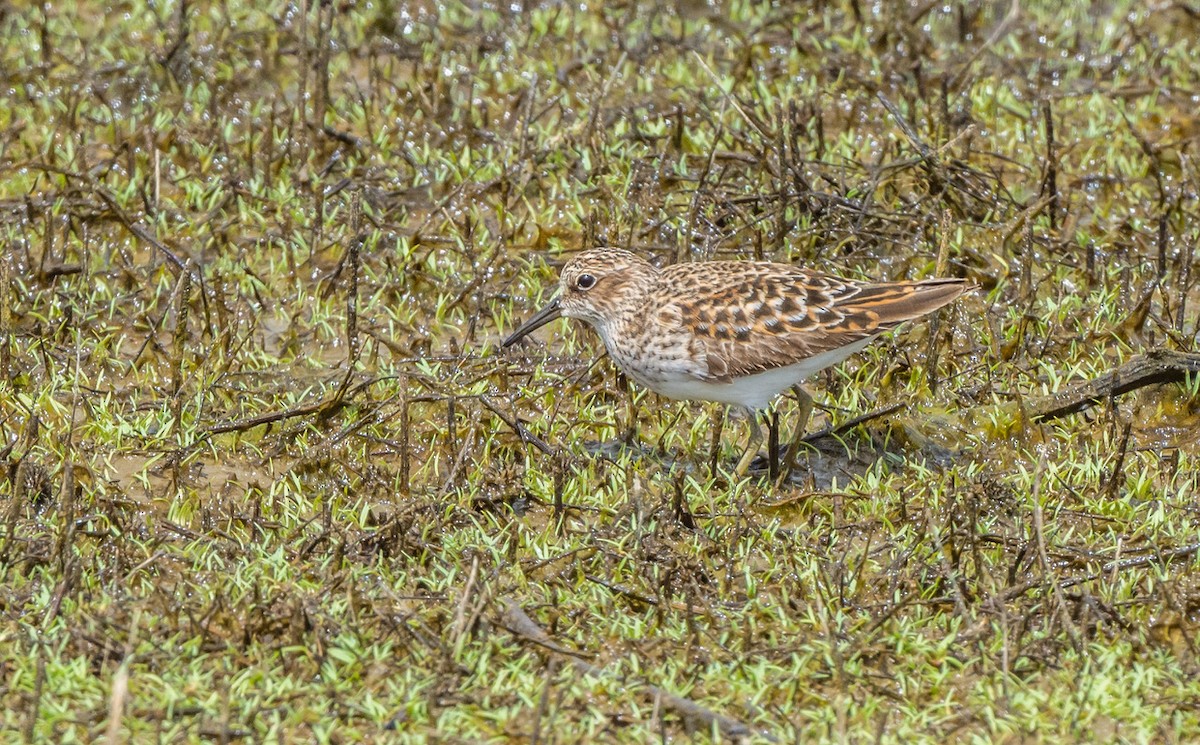 Least Sandpiper - Chris Dunford