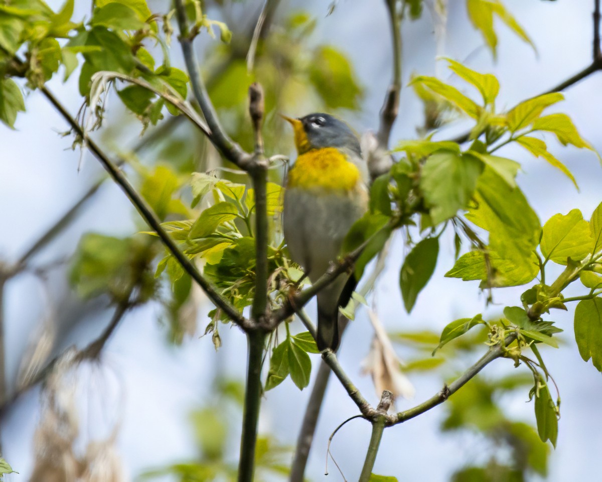 Northern Parula - ML618432855