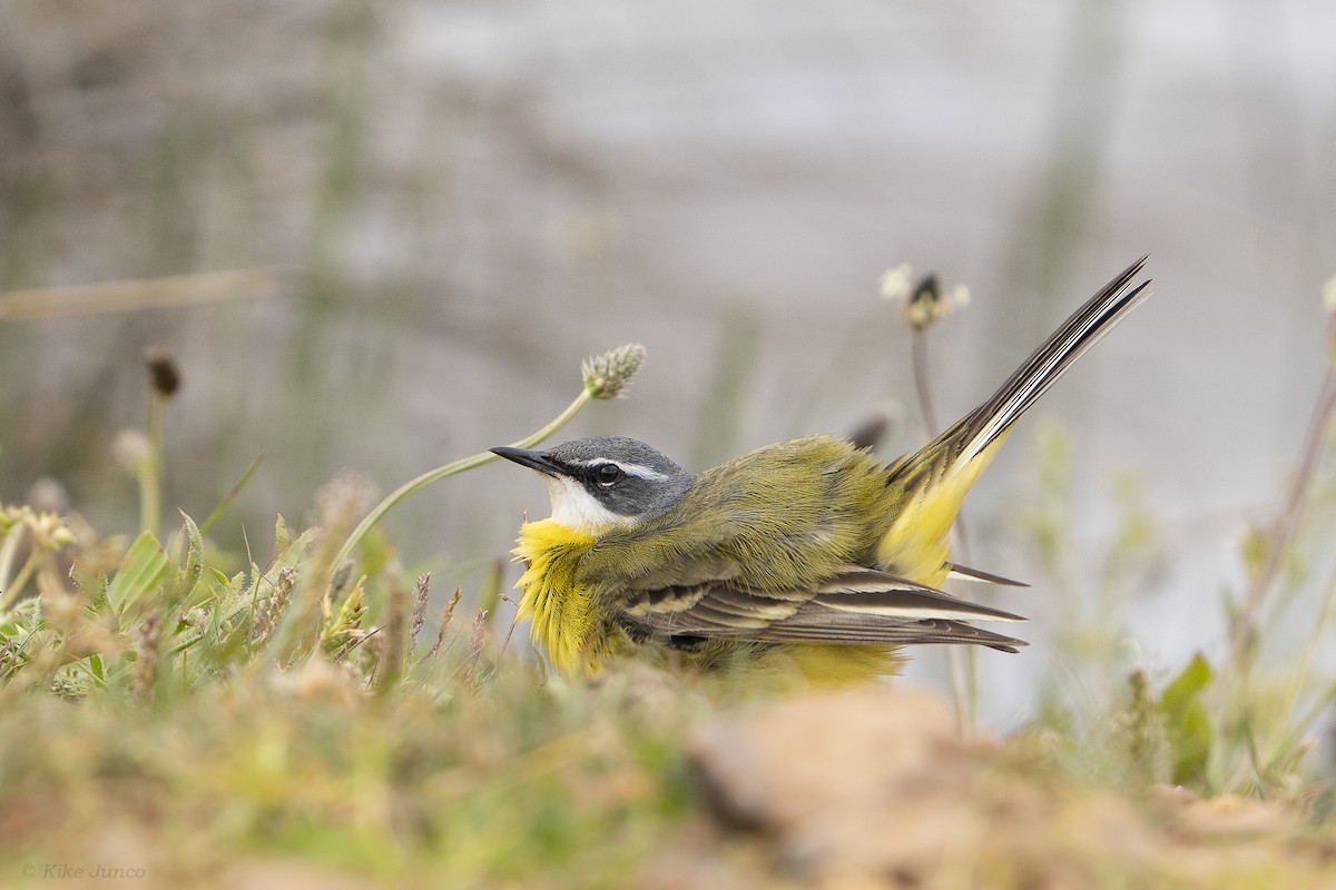 Western Yellow Wagtail - Kike Junco