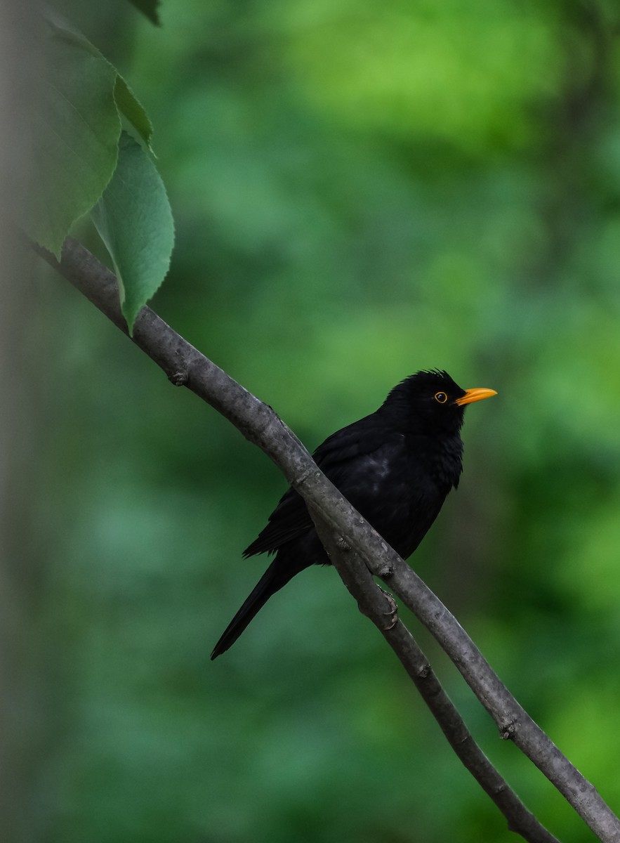 Eurasian Blackbird - ML618432859