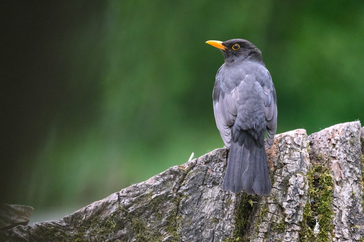 Eurasian Blackbird - ML618432860