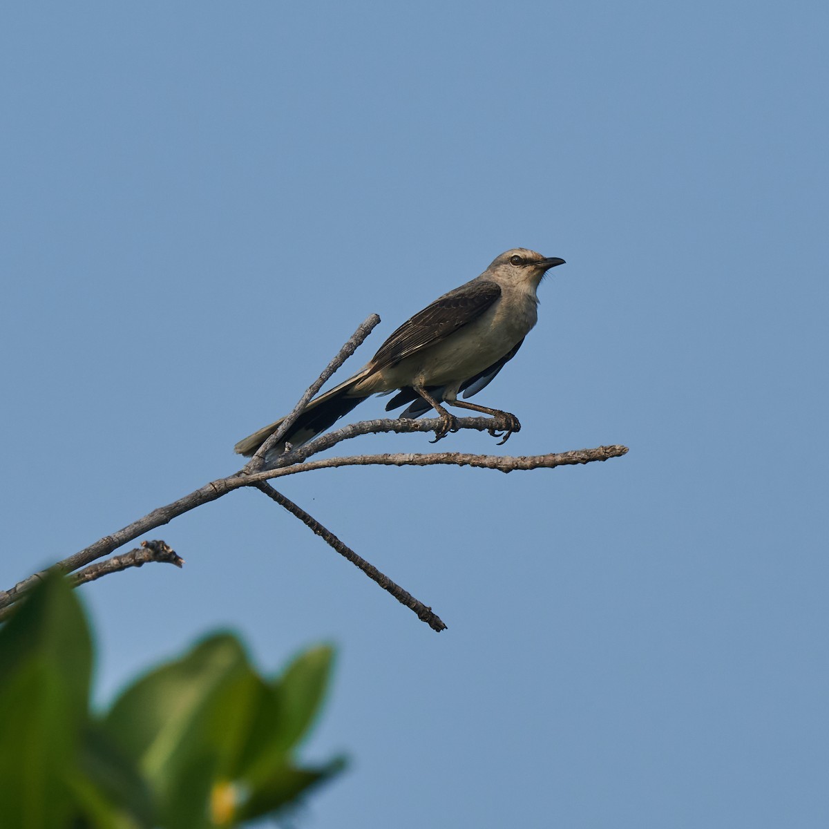 Tropical Mockingbird - ML618432871