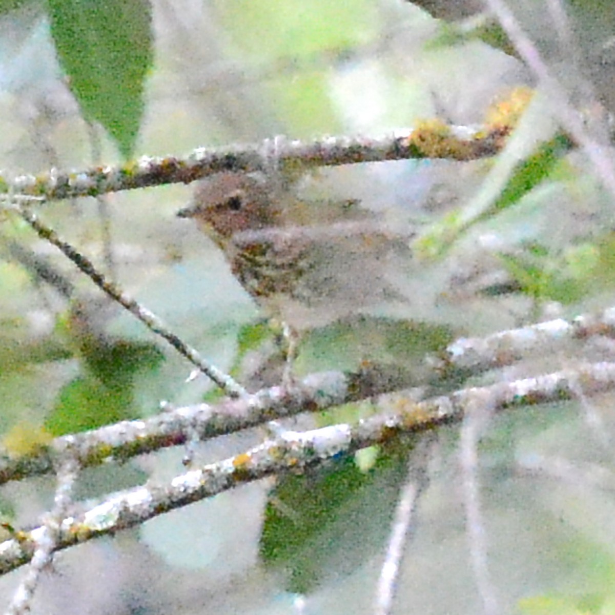 Swainson's Thrush - T Reed