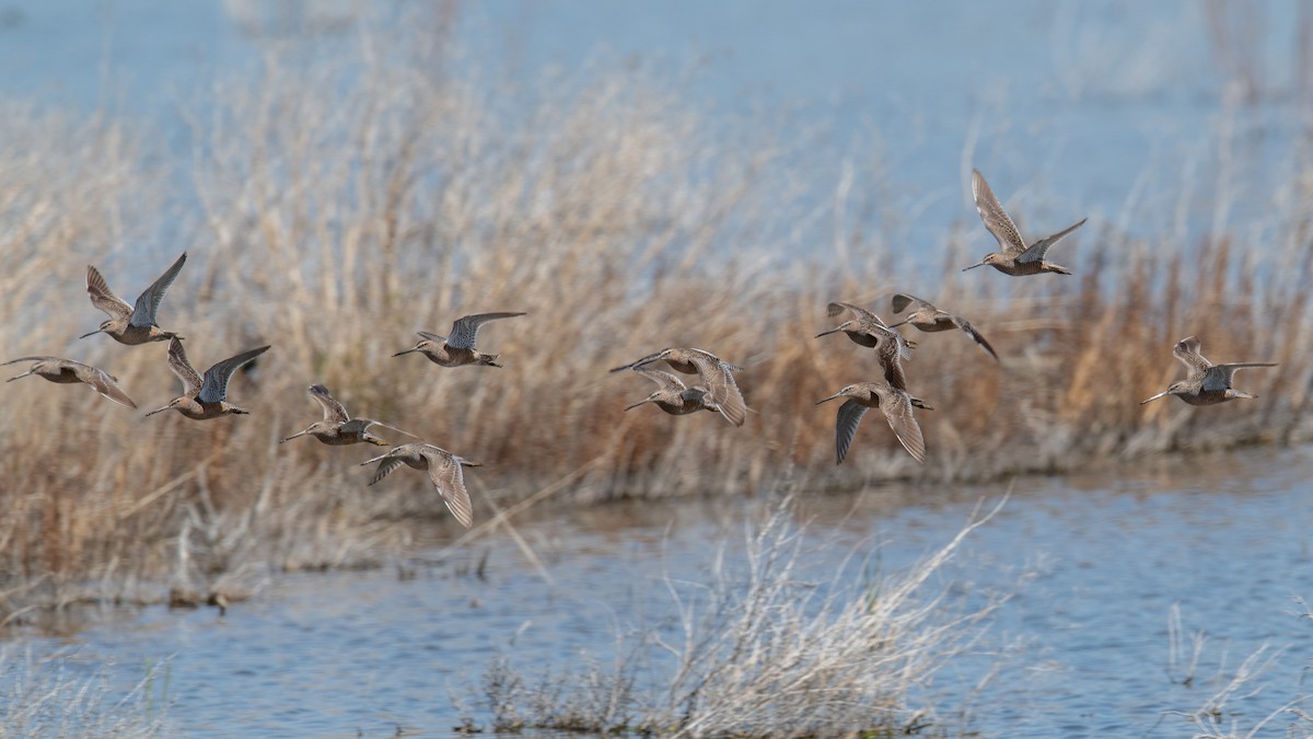Long-billed Dowitcher - ML618432889