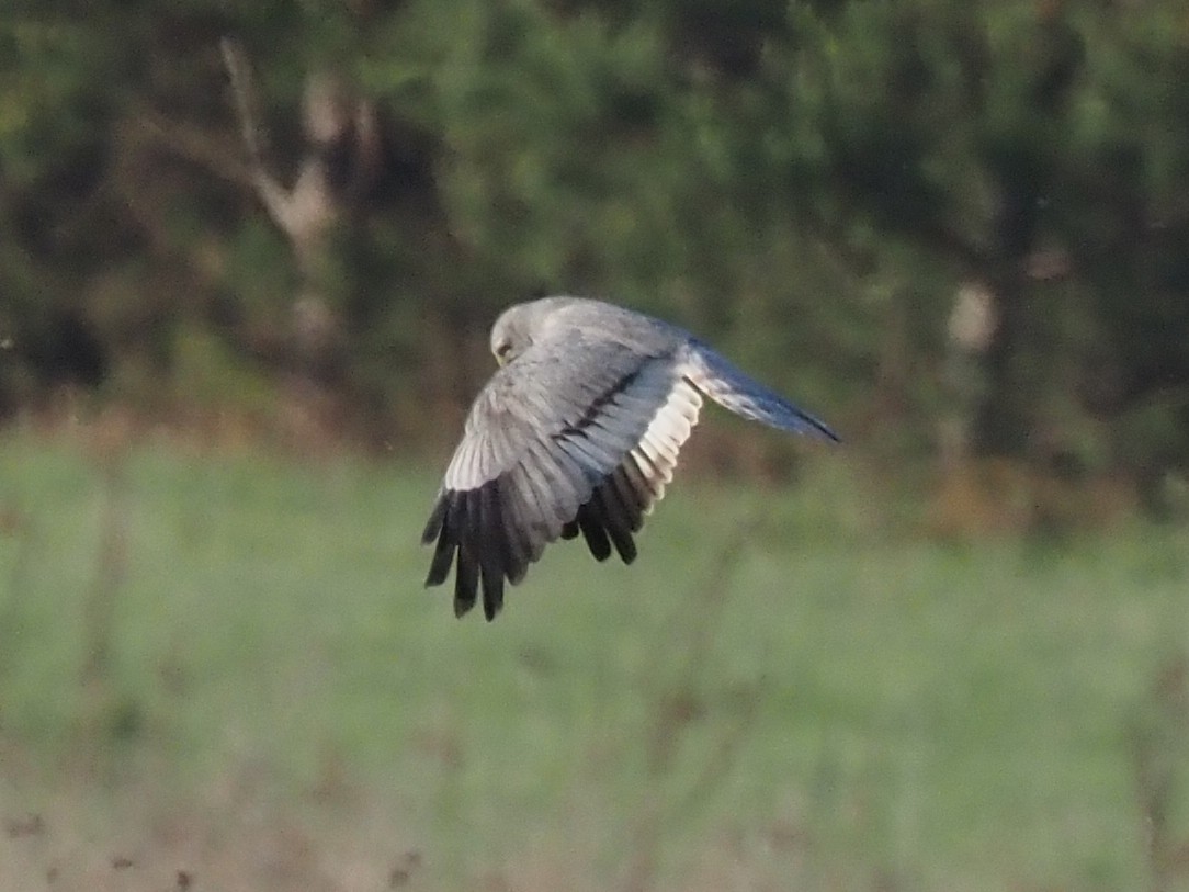 Montagu's Harrier - ML618432898