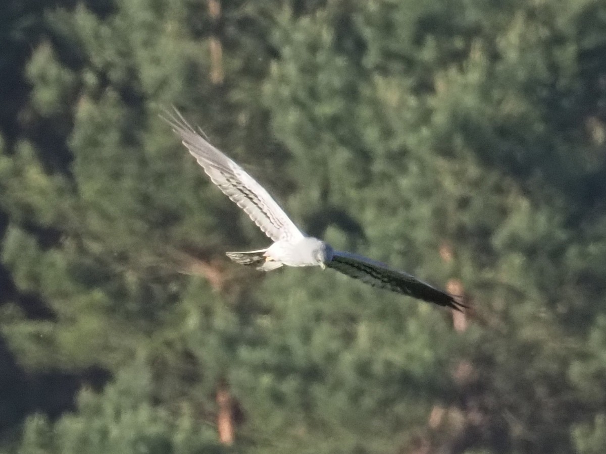 Montagu's Harrier - ML618432899