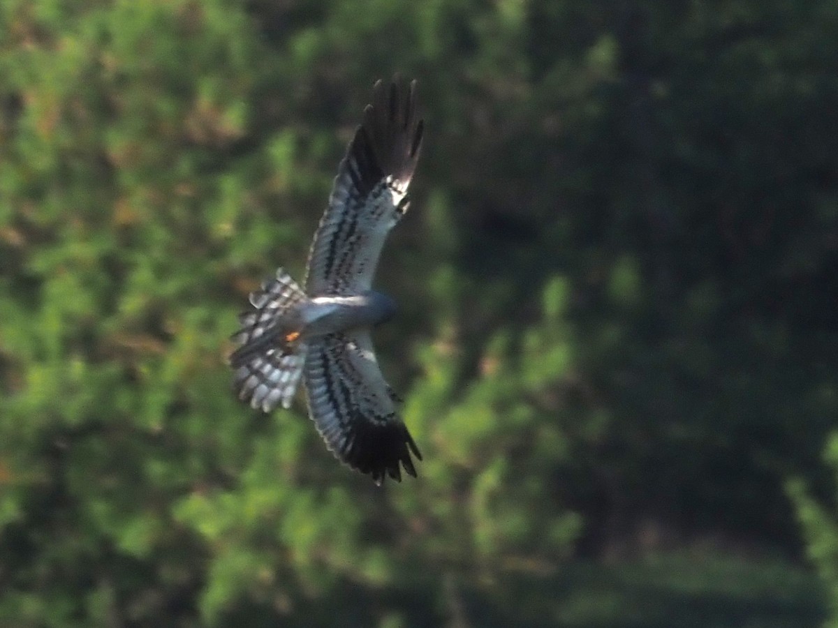 Montagu's Harrier - ML618432901