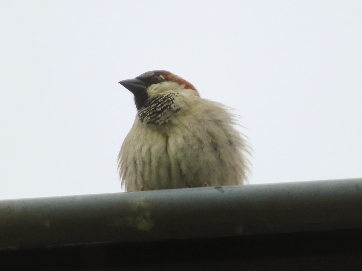 House Sparrow - Kseniia Marianna Prondzynska