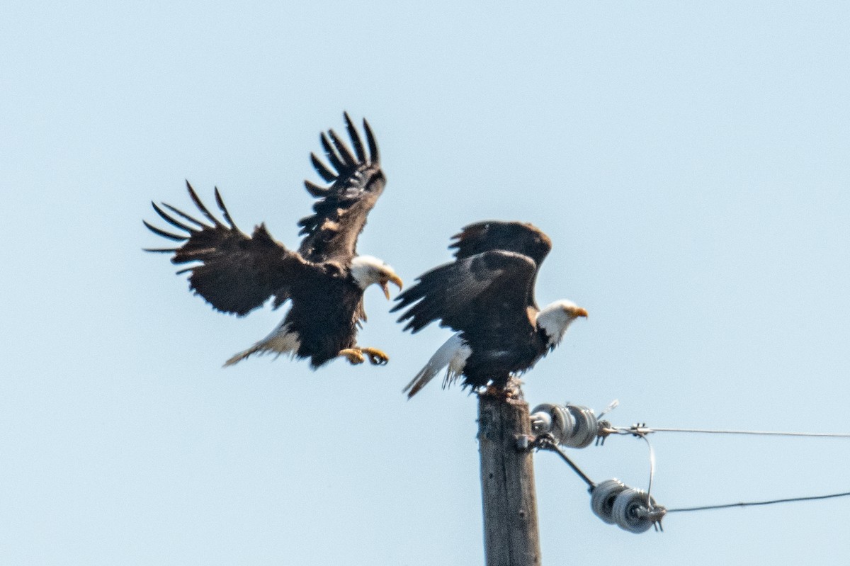 Bald Eagle - ML618432919