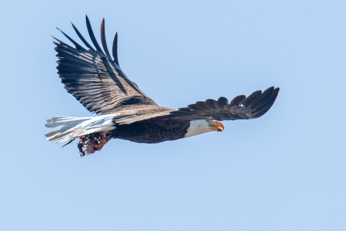 Bald Eagle - ML618432921