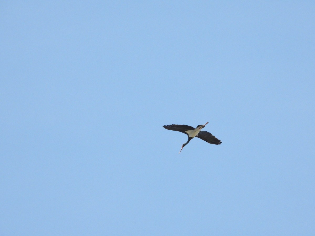 Black Stork - Pablo García