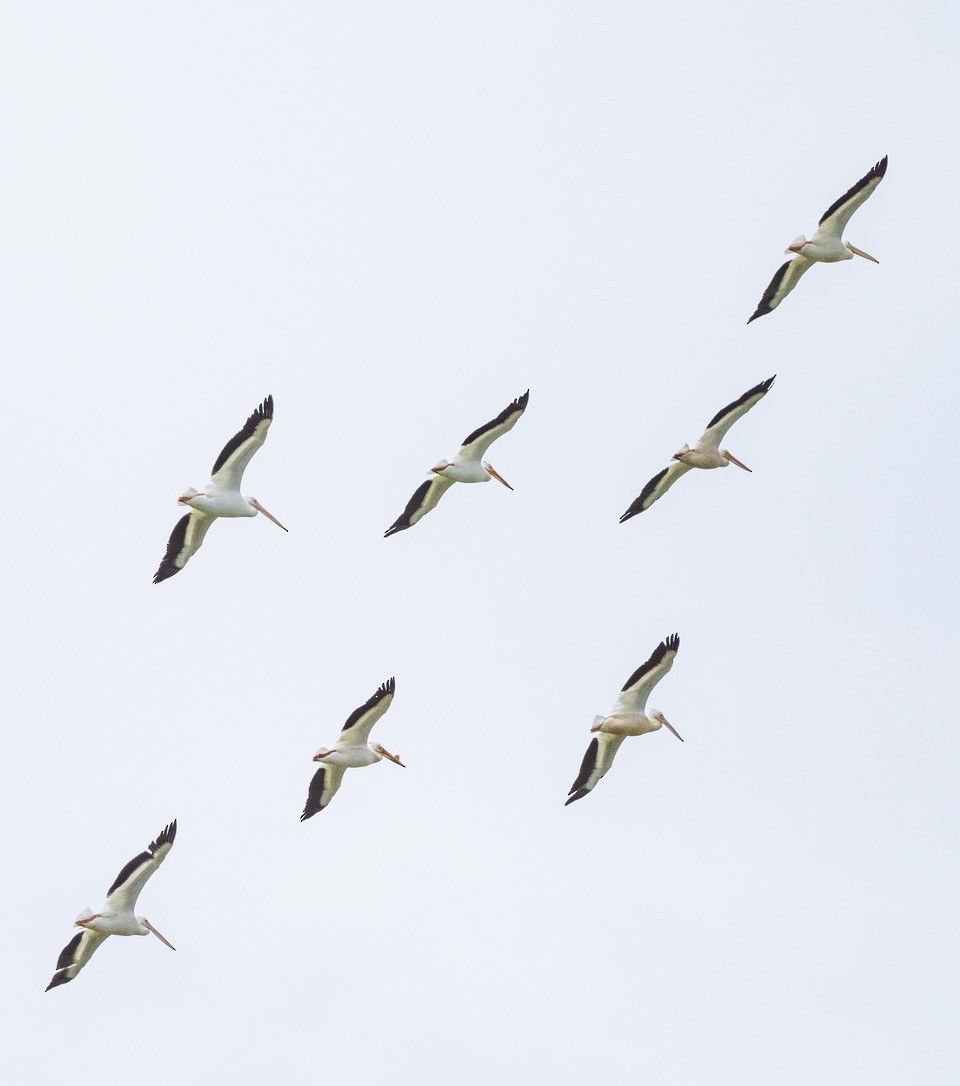 American White Pelican - Chris Dunford