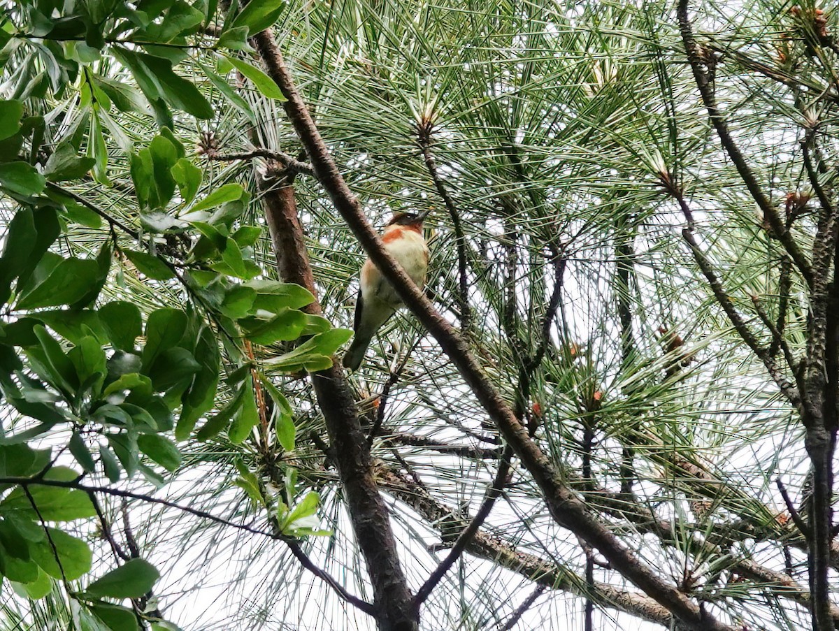 Bay-breasted Warbler - ML618433000