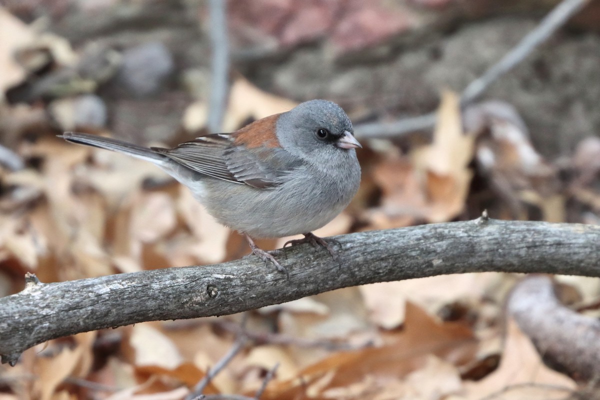 Junco Ojioscuro - ML618433092