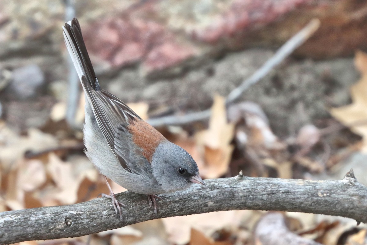 Junco Ojioscuro - ML618433093