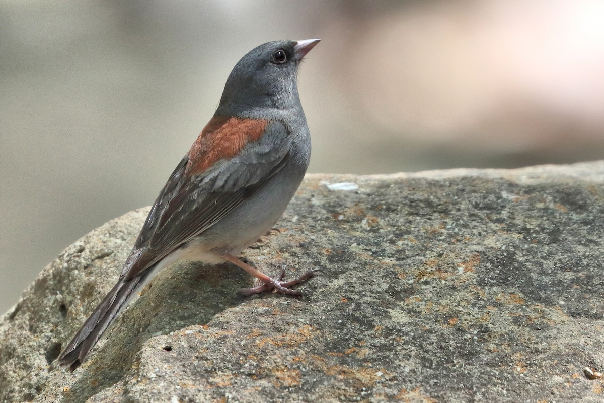 Junco Ojioscuro - ML618433094