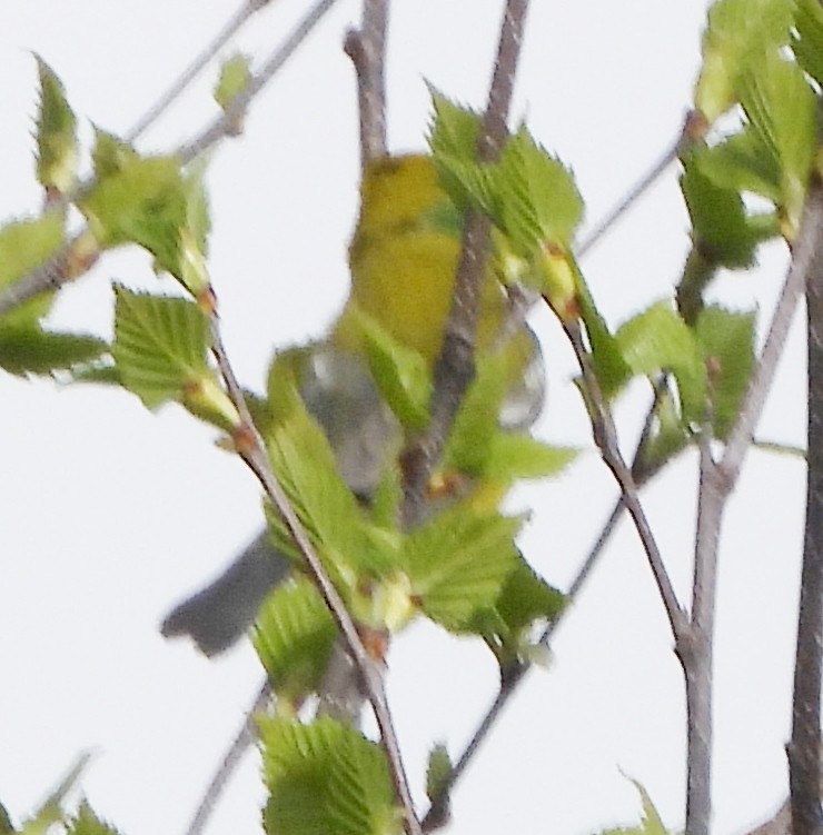 Blue-winged Warbler - alan murray