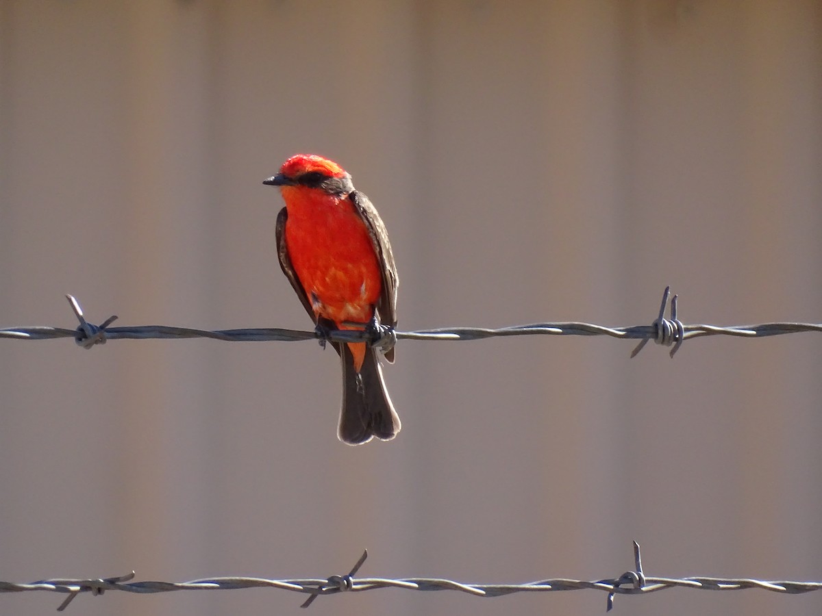 Vermilion Flycatcher - ML618433139