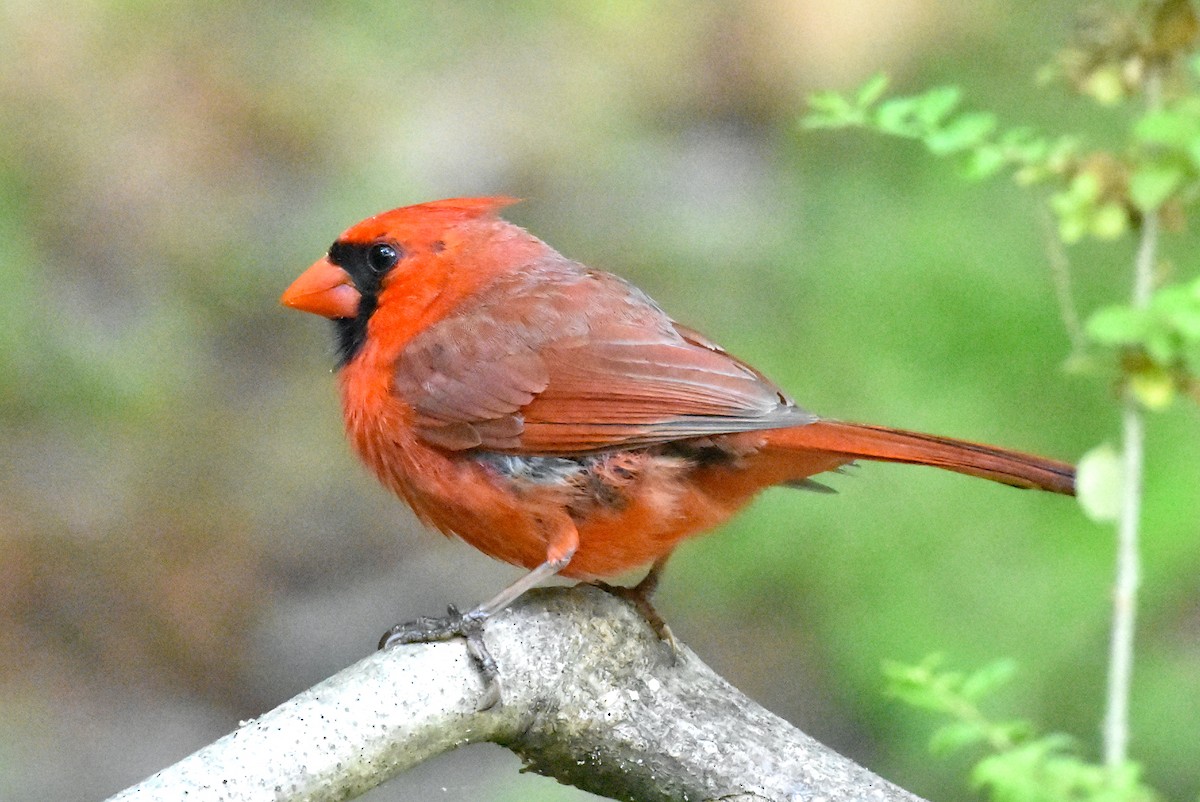 Cardinal rouge - ML618433165