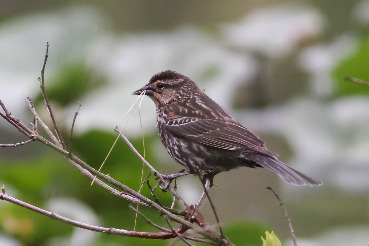 Red-winged Blackbird - ML618433166