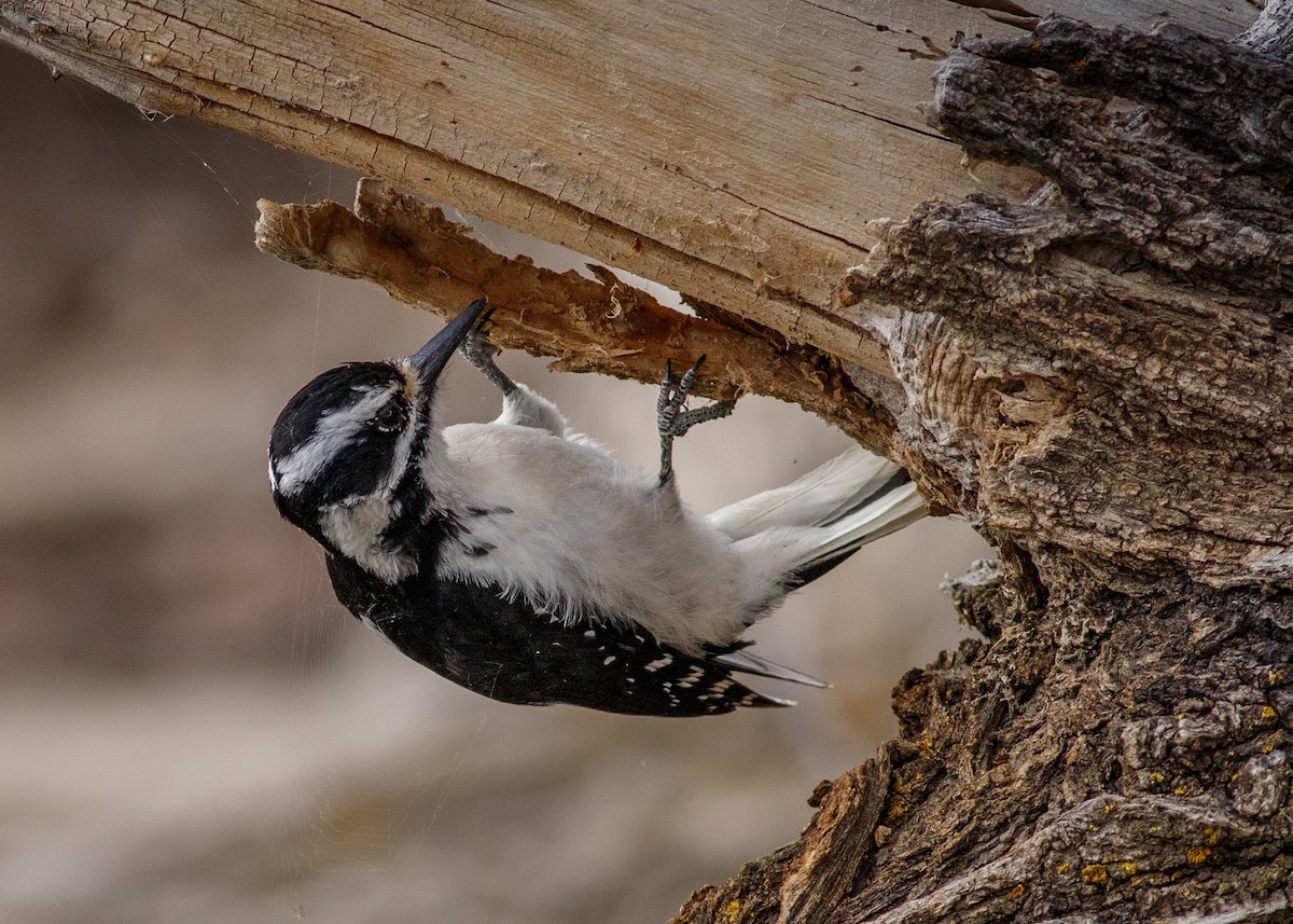 Hairy Woodpecker - ML618433176