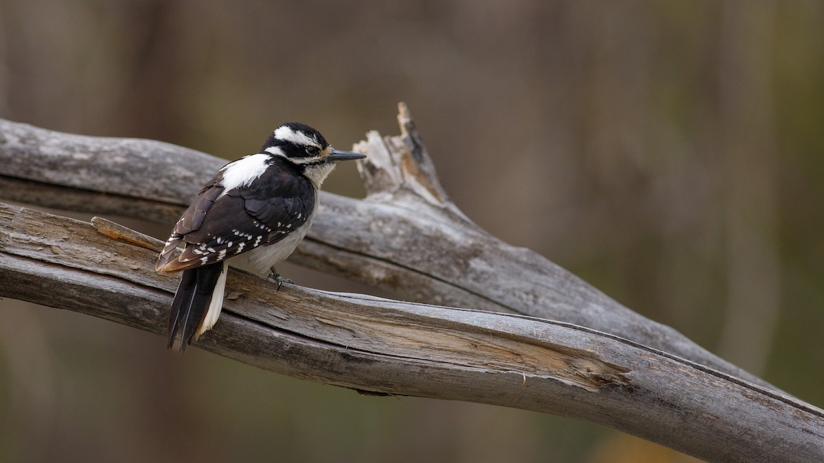 Hairy Woodpecker - ML618433177