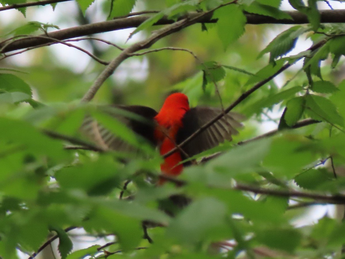 Scarlet Tanager - Roger Beuck