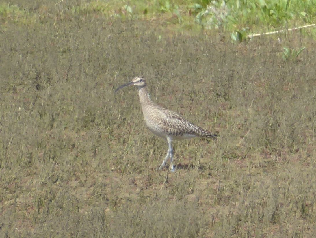 Whimbrel - ML618433236